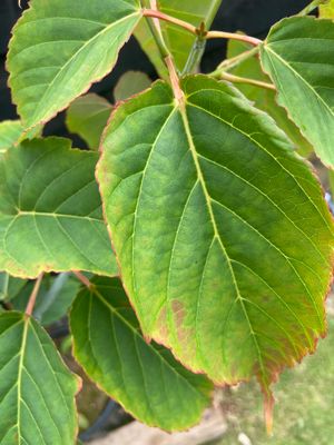 ACER davidii / Snakebark Maple