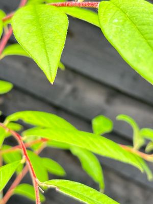 CATALPA bignonioides / Indian Bean Tree