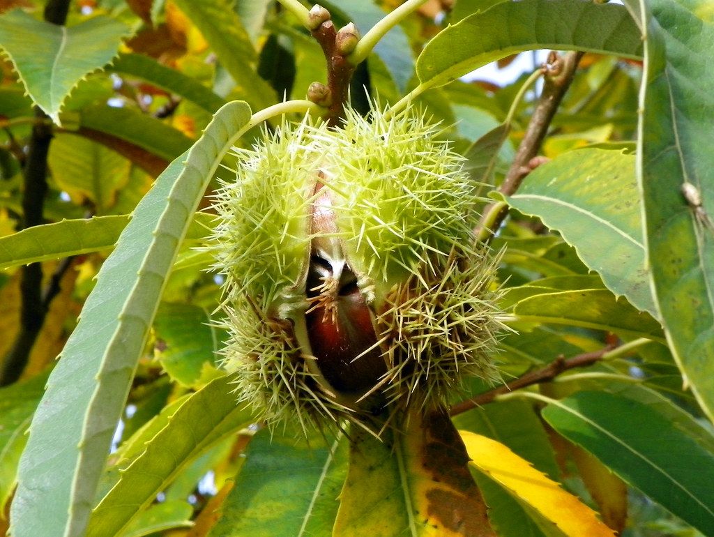 CASTANEA sativa / Sweet Chestnut