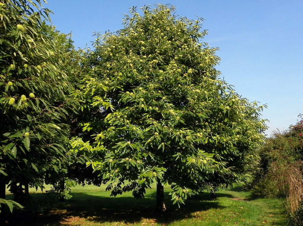 CASTANEA sativa / Sweet Chestnut