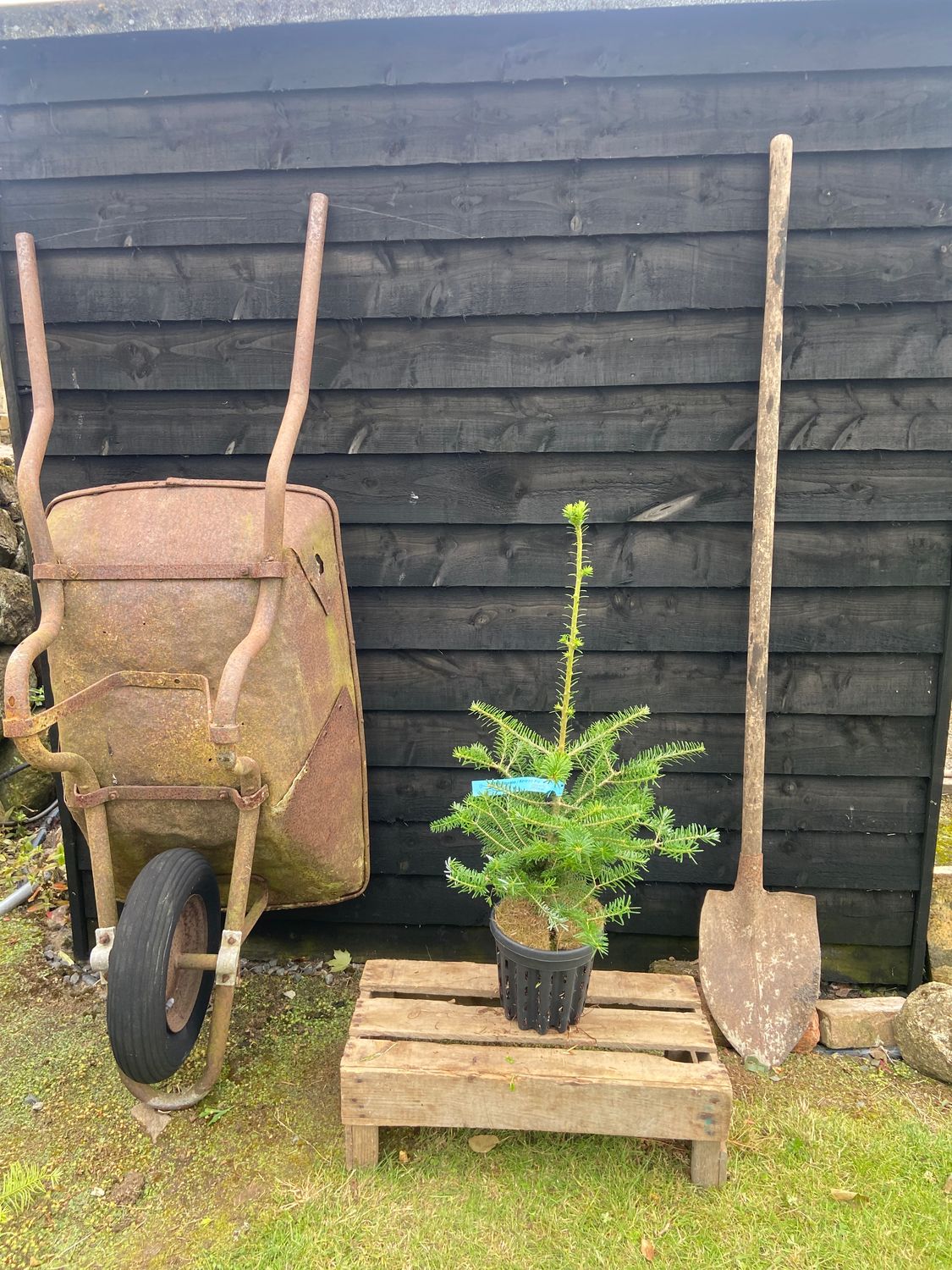 ABIES koreana / Korean Fir