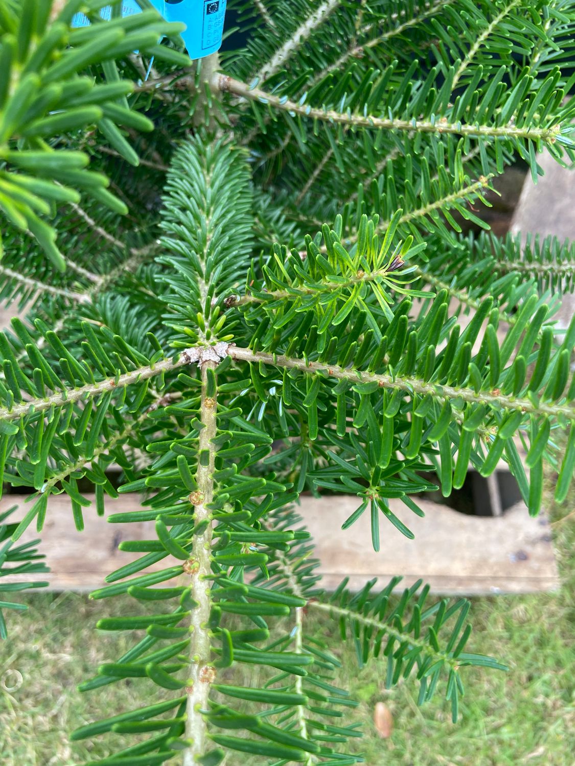 ABIES koreana / Korean Fir