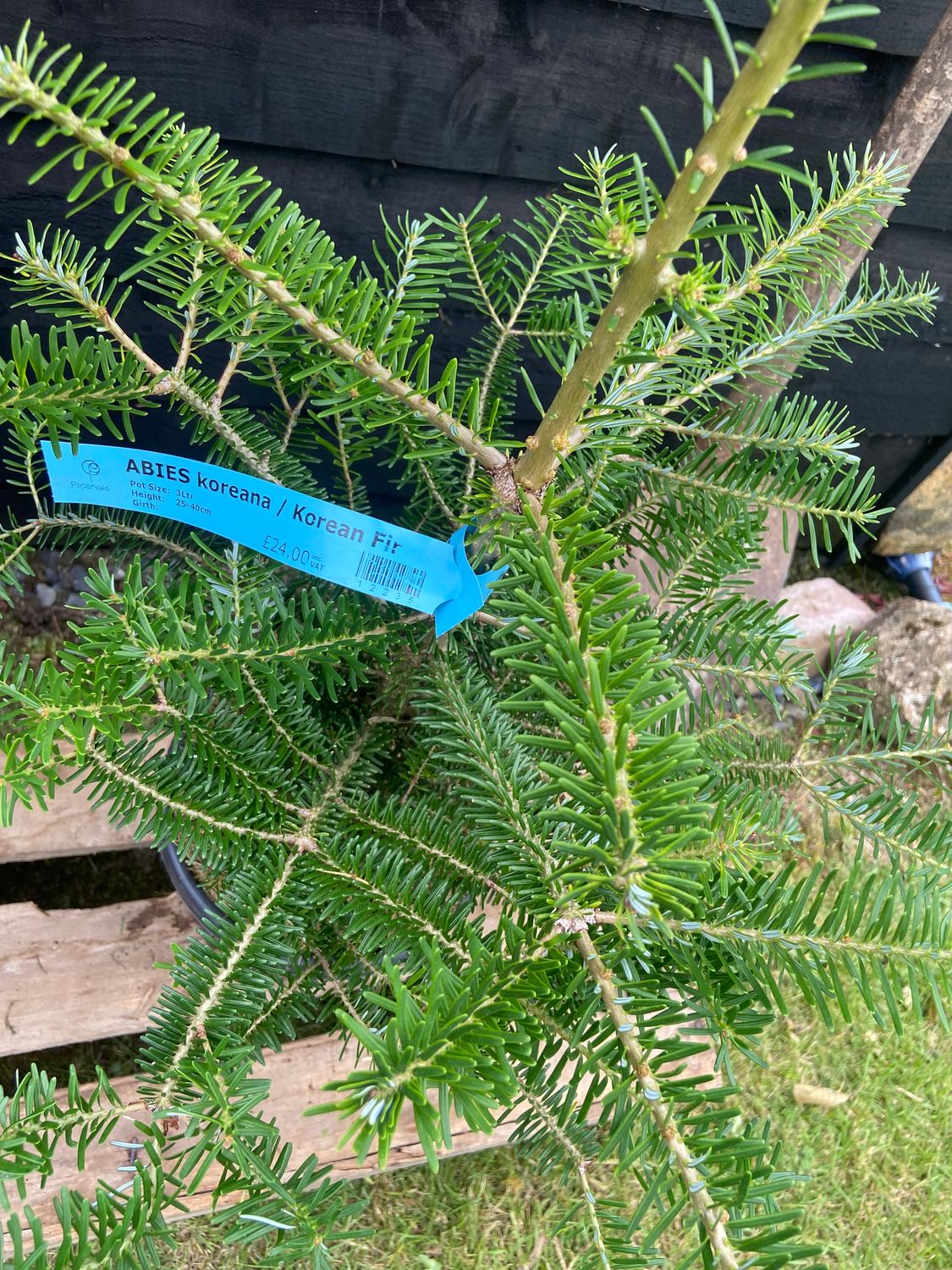 ABIES koreana / Korean Fir