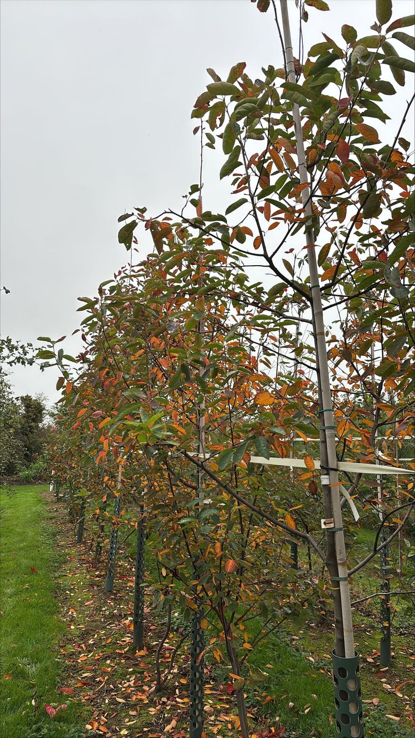 AMELANCHIER lamarckii / Snowy Mespilus
