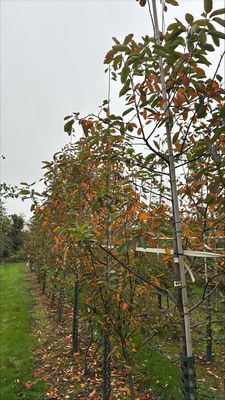 Snowy Mespilus