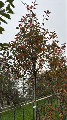 Snowy Mespilus — view 2