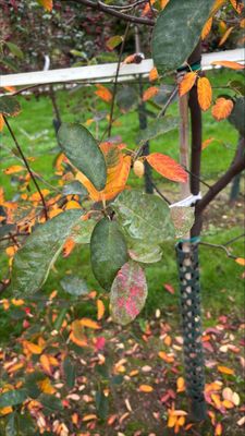 Snowy Mespilus — view 3