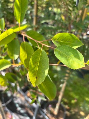 Snowy Mespilus — view 5