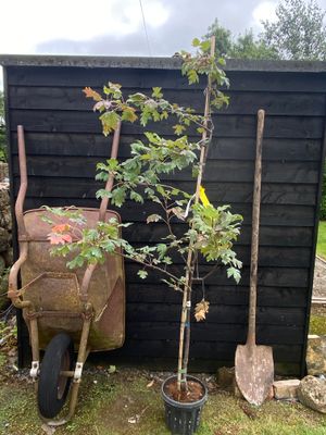 MALUS trilobata / Flowering Crab