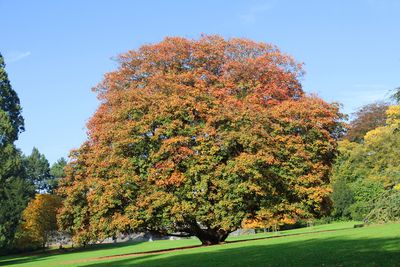 ACER pseudoplatanus 'Spaethii' / Spaethii Sycamore