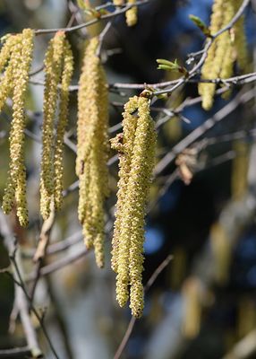 BETULA albosinensis 'Fascination' / Chinese Red Birch