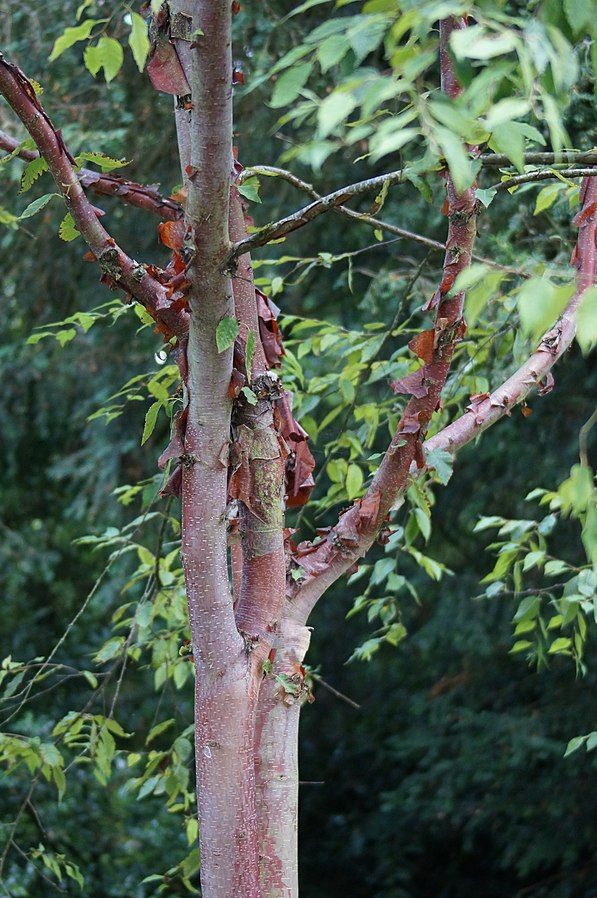 BETULA albosinensis 'Fascination' / Chinese Red Birch