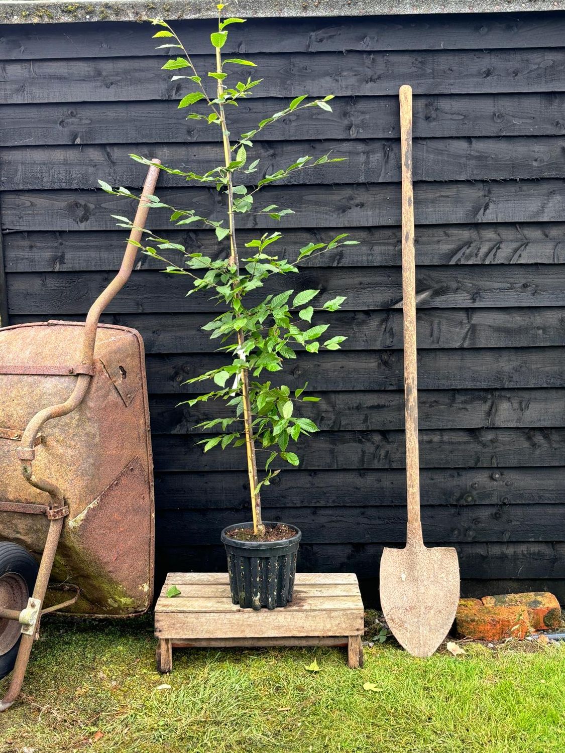CARPINUS bet. 'Fastigiata' / Upright Hornbeam