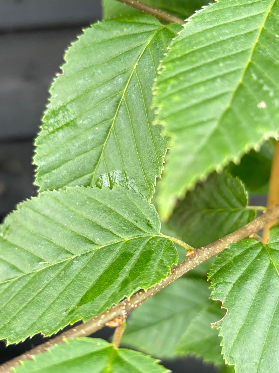 CARPINUS bet. 'Fastigiata' / Upright Hornbeam