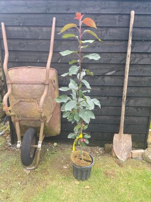 MALUS baccata ‘Columnaris Red’ / Columnar Crabapple