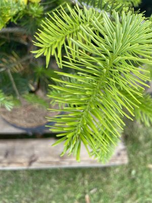 ABIES nordmanniana / Nordmann Fir