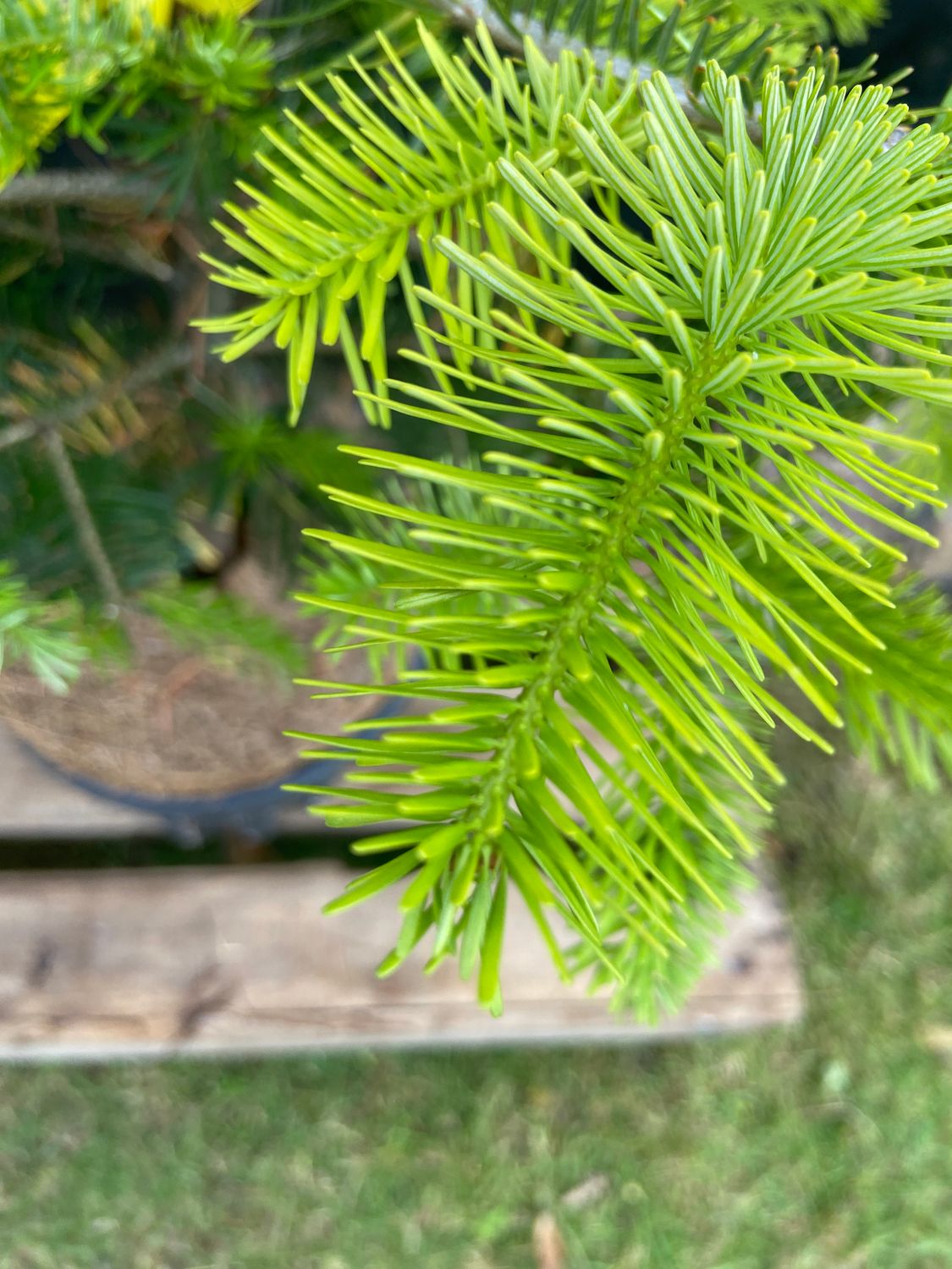 ABIES nordmanniana / Nordmann Fir