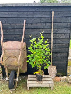 BETULA nigra / River Birch
