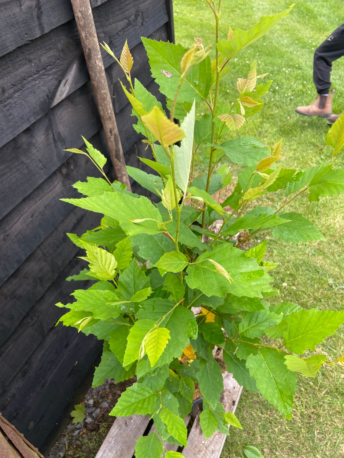 BETULA nigra / River Birch
