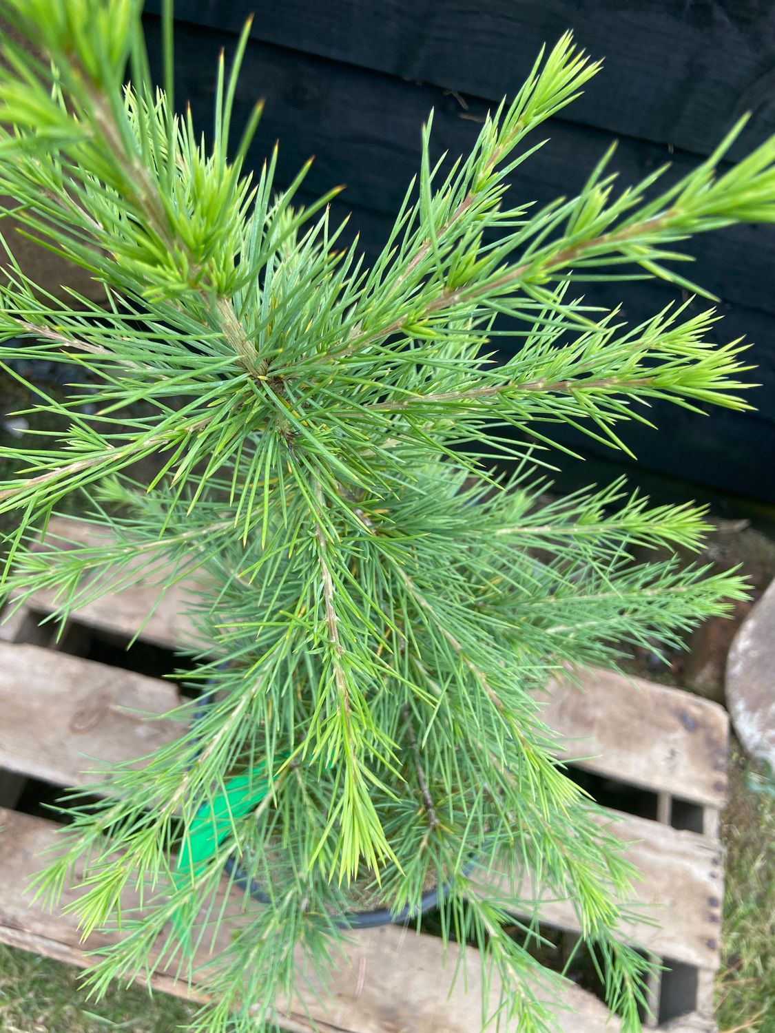 CEDRUS atlantica / Atlas cedar