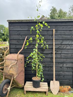 BETULA pendula 'Youngii' / Young's Weeping Birch