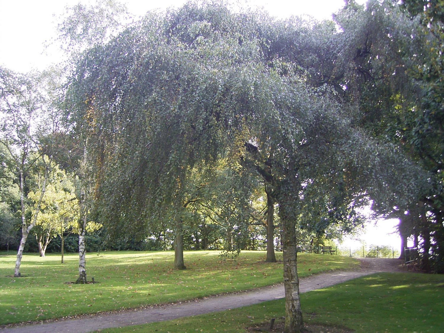 BETULA pendula 'Youngii' / Young's Weeping Birch