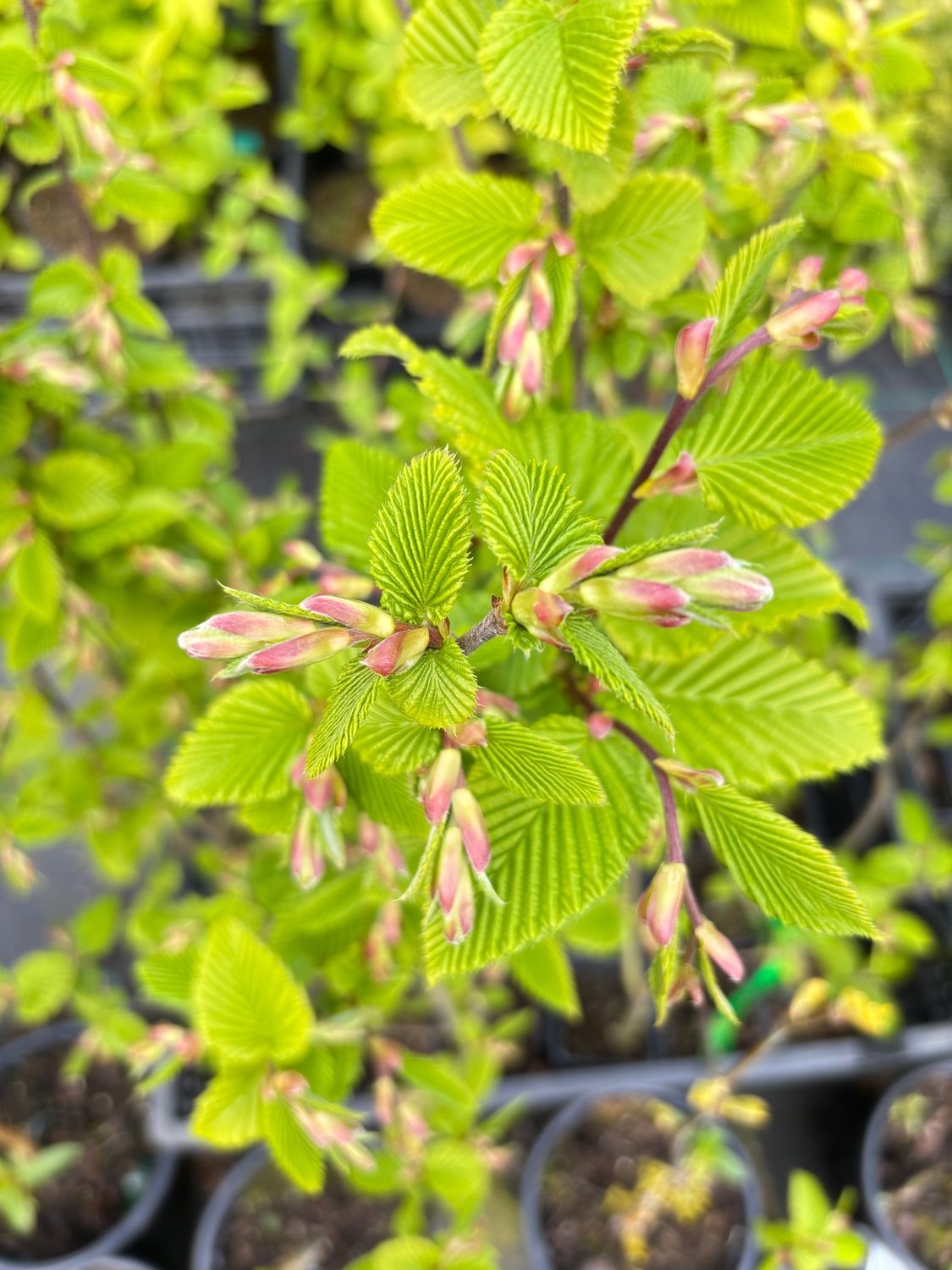 CARPINUS bet. 'Rockhampton Red' / Hornbeam