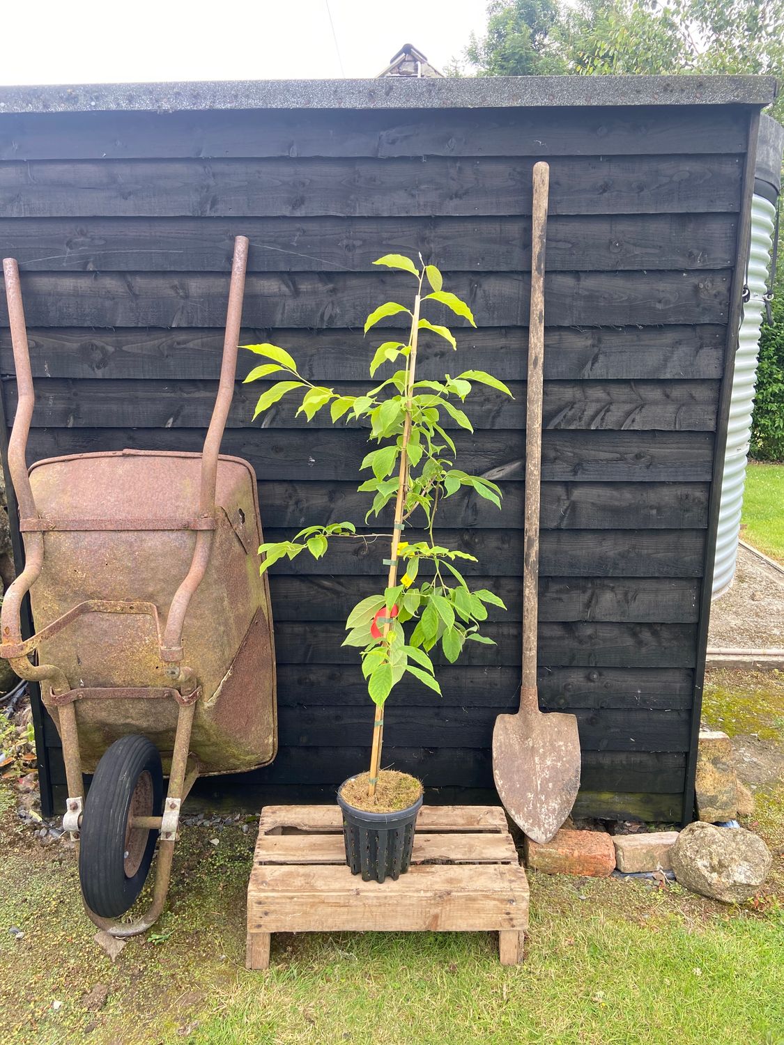 HALESIA carolina / Snowdrop Tree