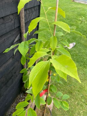HALESIA carolina / Snowdrop Tree