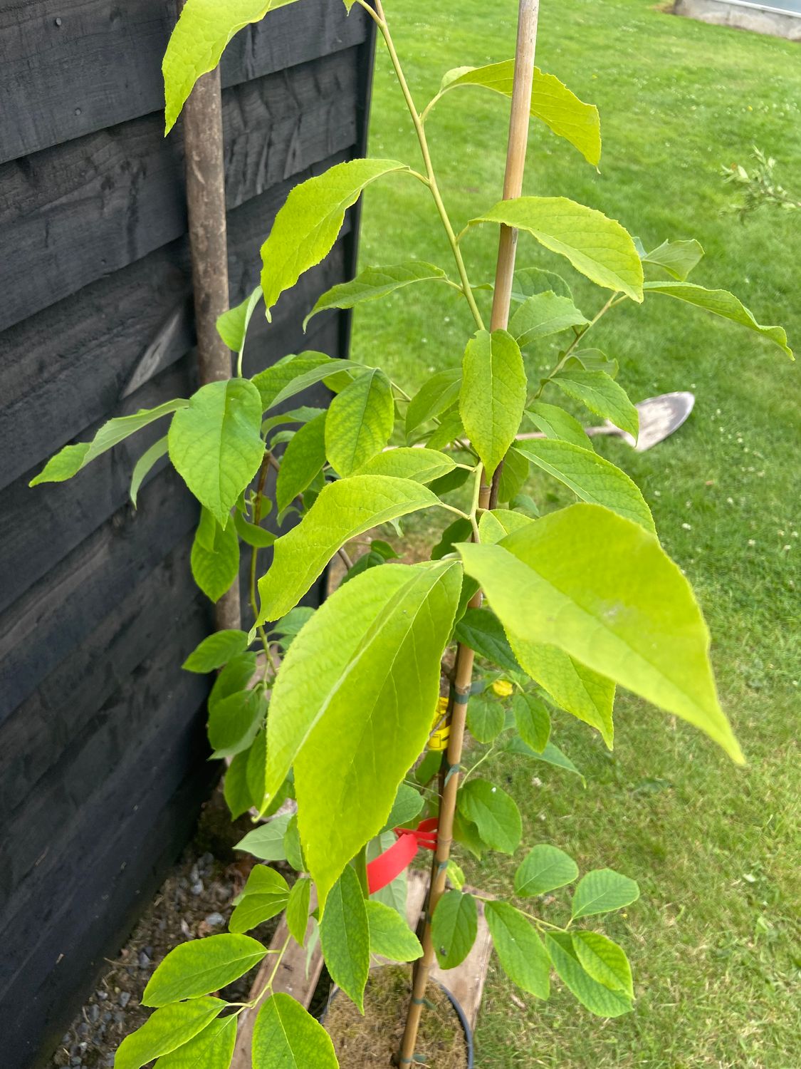 HALESIA carolina / Snowdrop Tree