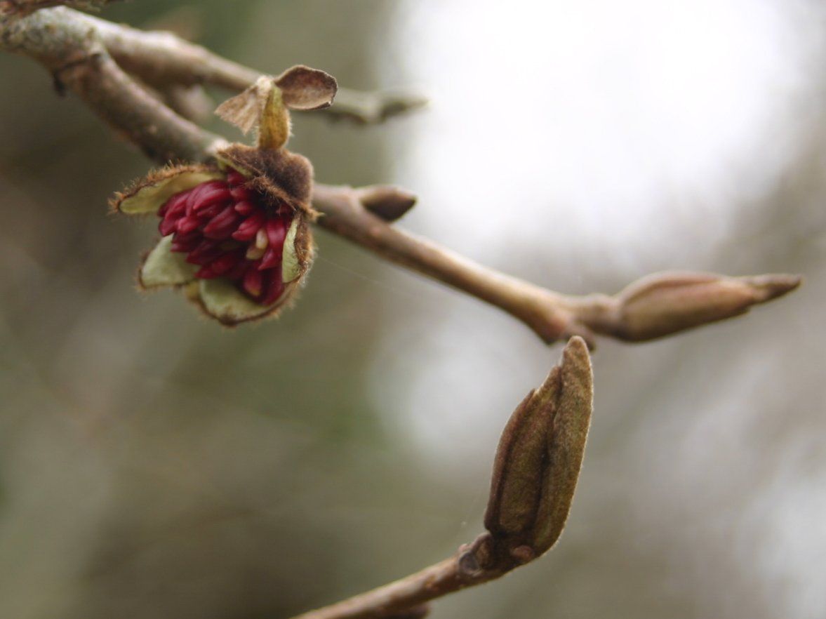 PARROTIA persica 'Vanessa' / Persian Ironwood