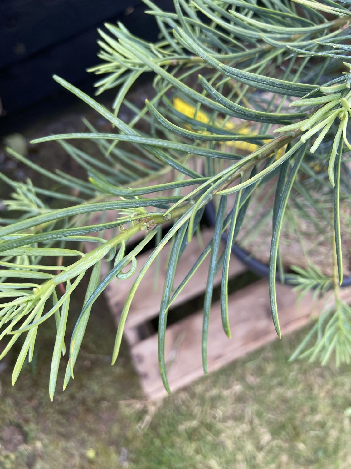 ABIES concolor / Colorado White Fir