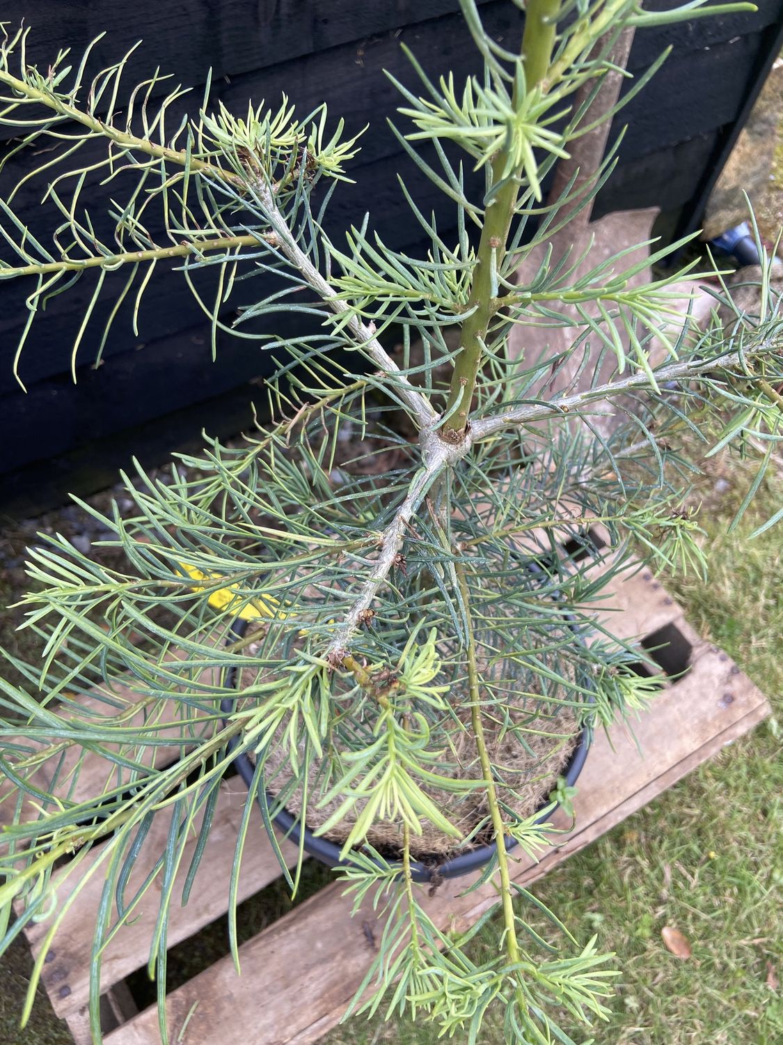 ABIES concolor / Colorado White Fir