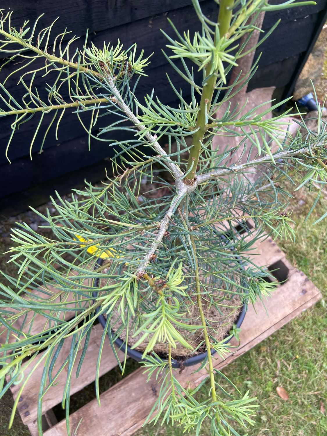 ABIES concolor / Colorado White Fir