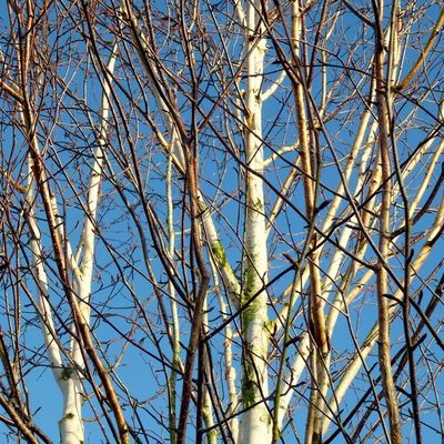 BETULA pendula / Silver Birch [m/s]
