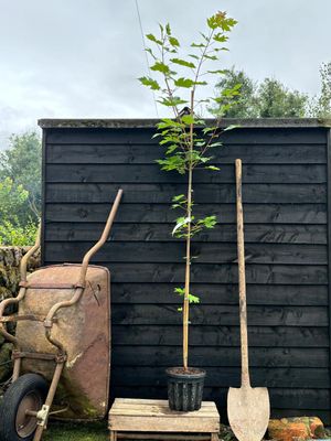 ACER freemanii 'Autumn Blaze' ('Jeffersred') / Maple