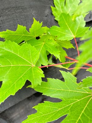 ACER freemanii 'Autumn Blaze' ('Jeffersred') / Maple