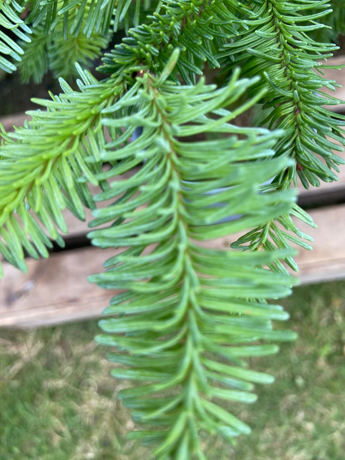 ABIES nobilis / Noble Fir