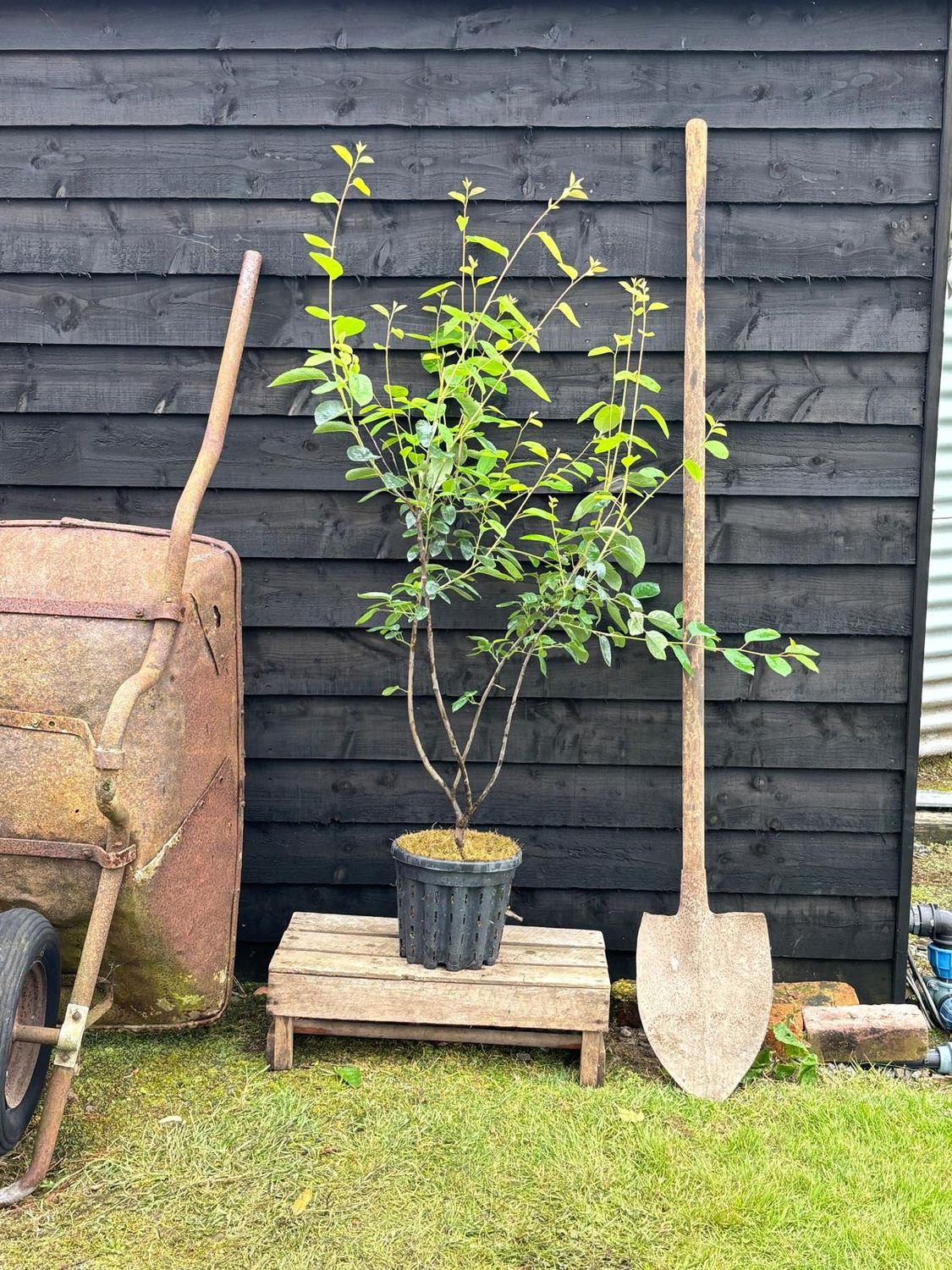 AMELANCHIER lamarckii / Snowy Mespilus [m/s]