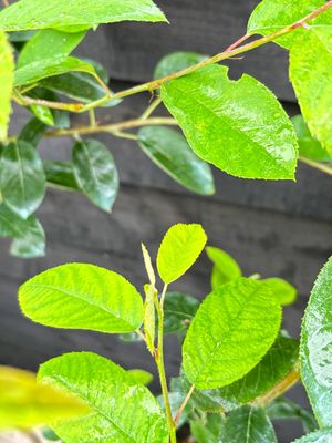 AMELANCHIER lamarckii / Snowy Mespilus [m/s]