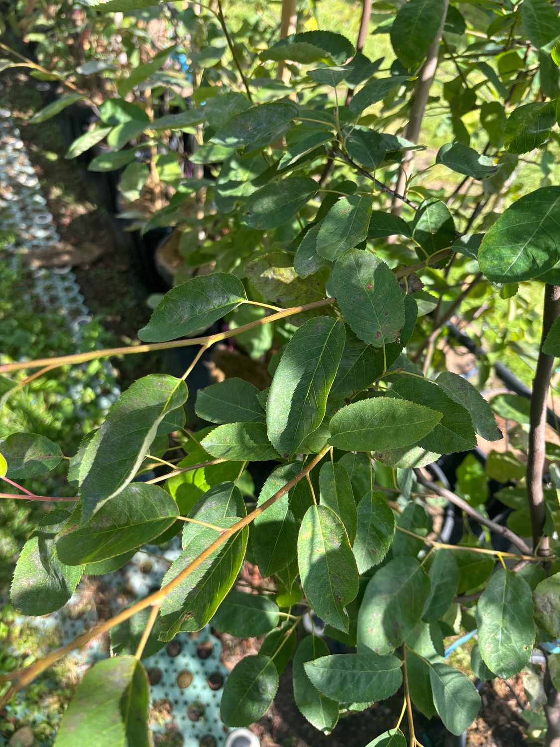 AMELANCHIER lamarckii / Snowy Mespilus [m/s]