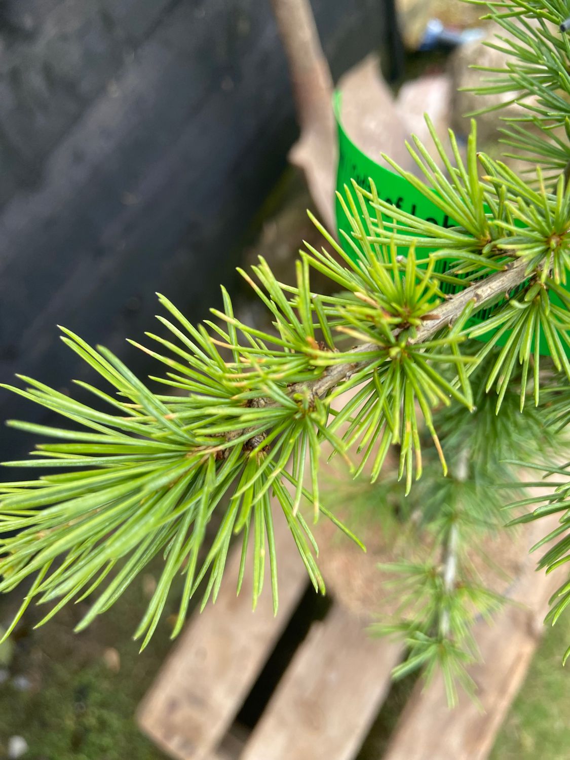 CEDRUS libani / Cedar of Lebanon