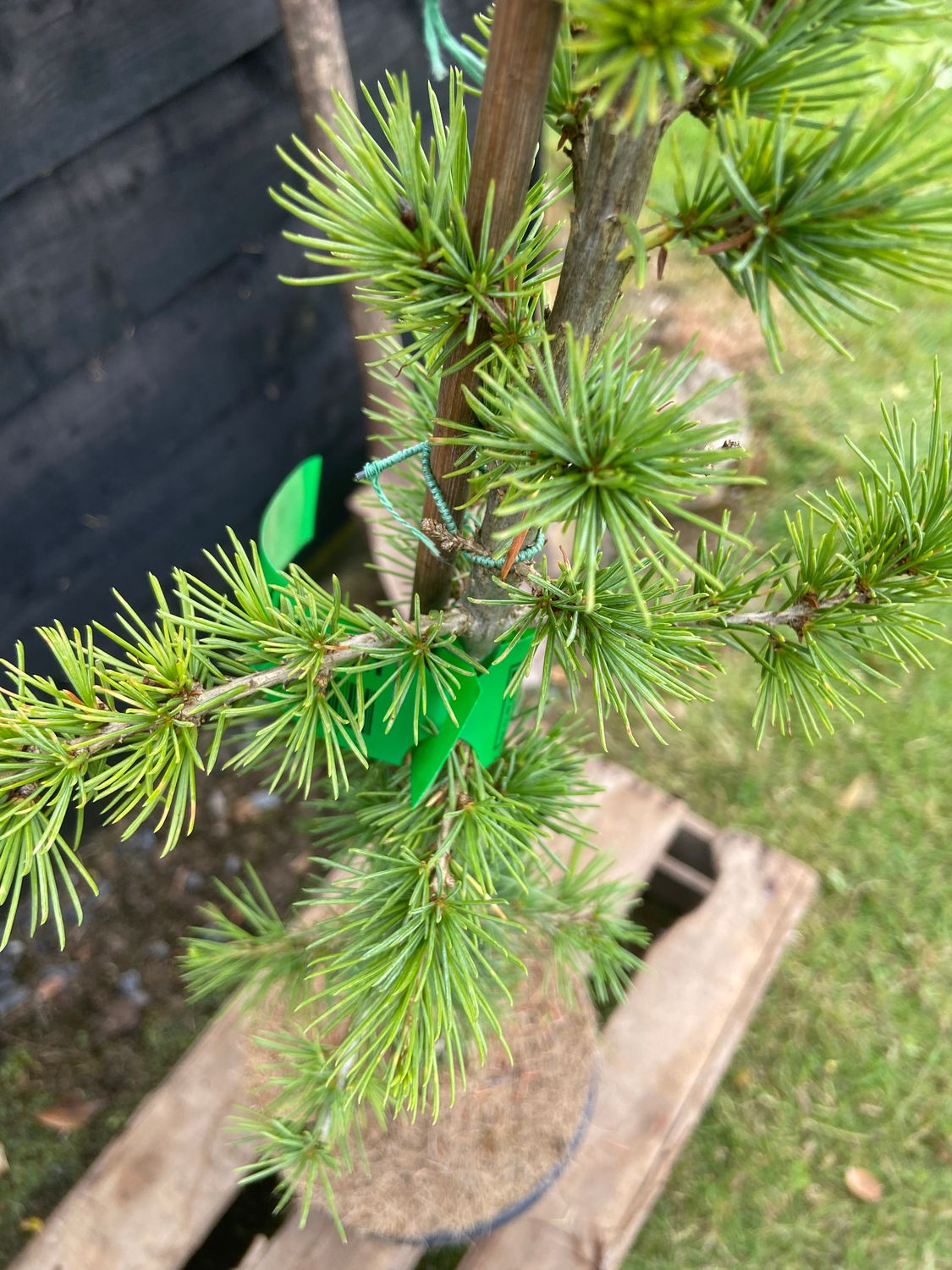 CEDRUS libani / Cedar of Lebanon