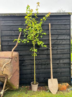 ACER buergerianum / Trident Maple