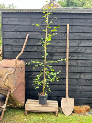 BETULA utilis jacquemontii / Himalayan Birch