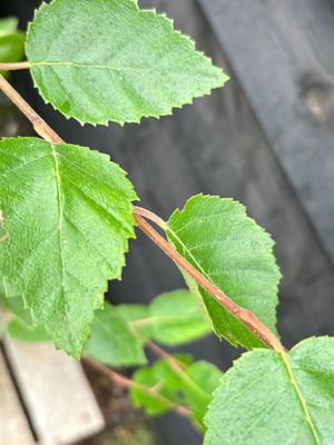 BETULA utilis jacquemontii / Himalayan Birch