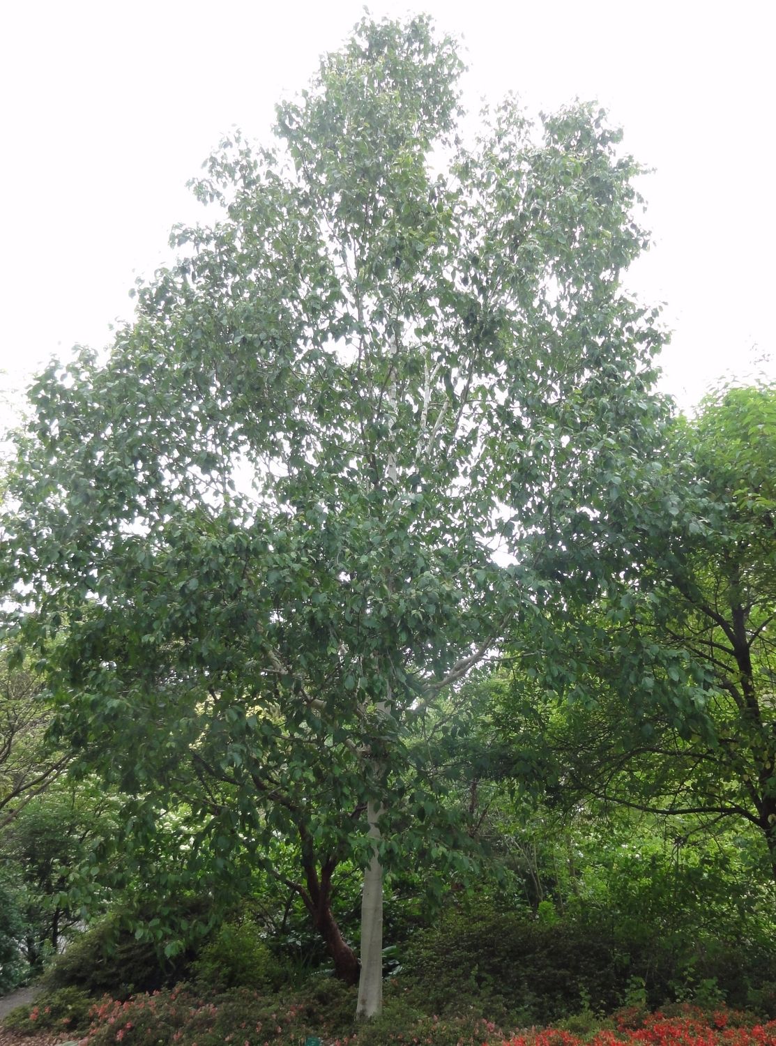 BETULA utilis jacquemontii / Himalayan Birch