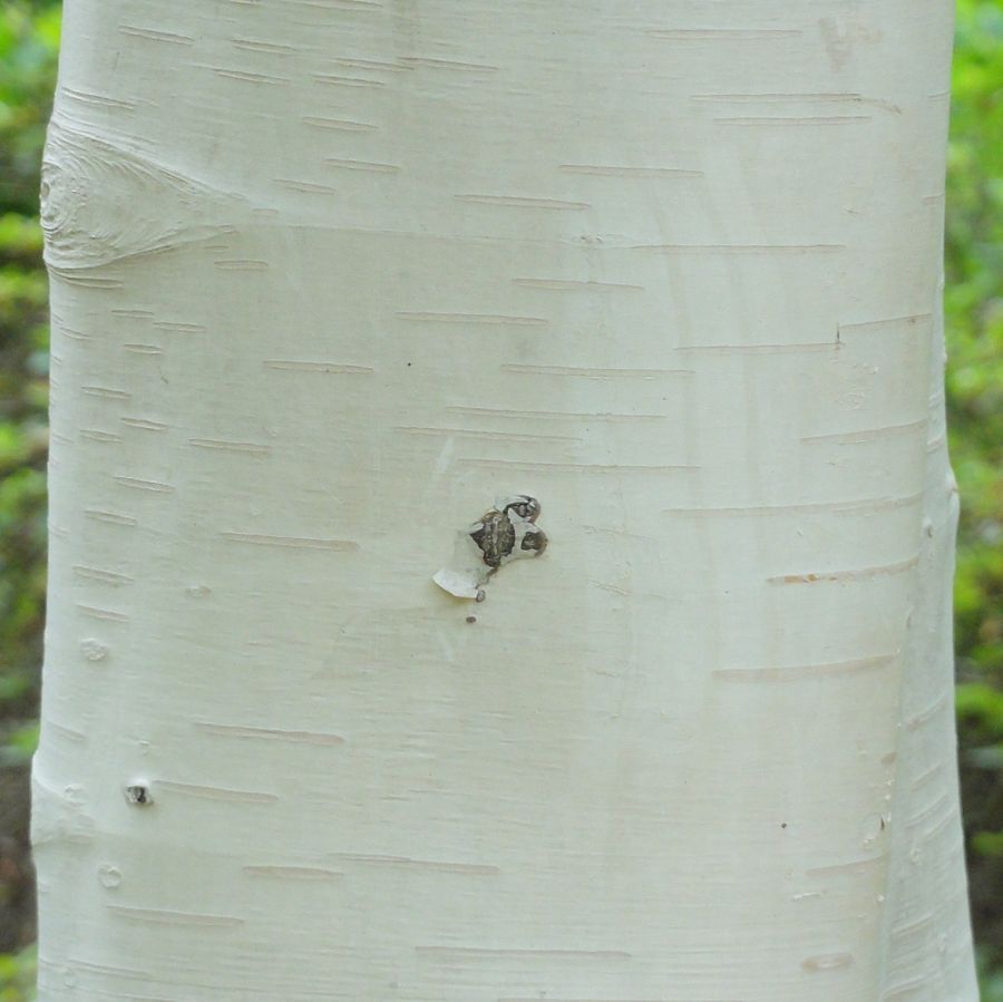 BETULA utilis jacquemontii / Himalayan Birch