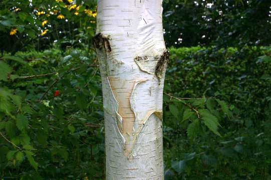 BETULA utilis jacquemontii / Himalayan Birch