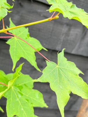 ACER palmatum 'Aureum' / Japanese Maple
